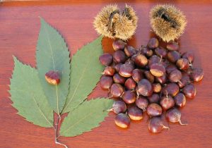 Horse chestnut benefits